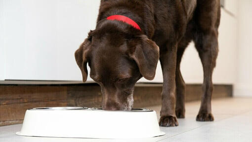 Do older outlet dogs eat less